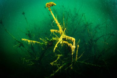 Ukrayna nehrin dibini doğası