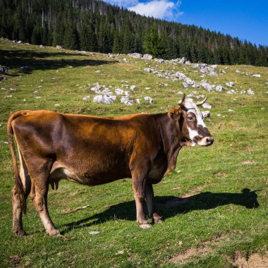 Gündüz romanya küçük kasaba ile seyahat, tarlada sığır görünümü, Romanya 