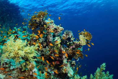 Sharm El-Sheikh, Mısır'daki güzel şeffaf deniz sualtı görünümü