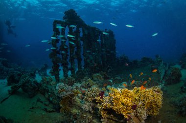 Red Sea'deki/daki mercan bahçe güzel sualtı görünümü