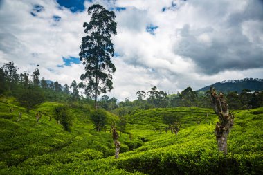 güzel yeşil tarım çay plantasyon Sri Lanka
