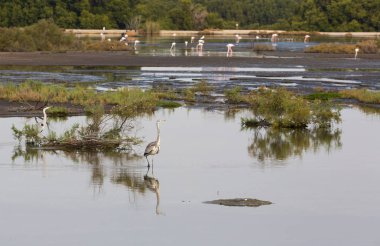 Birleşik Arap Emirlikleri'nin başkenti Abu Dabi üzerinden seyahat 