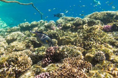 Sohal surgeonfish sualtı görünümü güzel resifin tepesi Kızıldeniz '