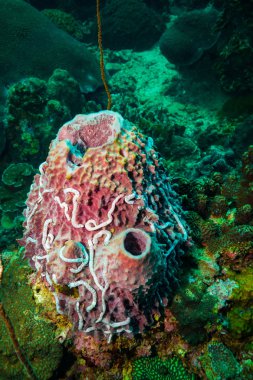 Mercan yakınındaki Tao Island, Tayland tarihinde sünger