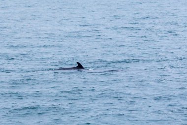 deniz manzarası ve hayvanların gündüz görünümü 