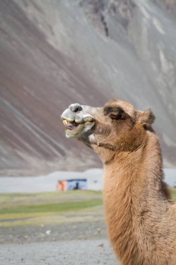 Hint Himalayalar ortasında çölde deve