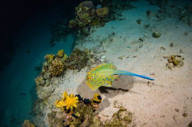 Stingray güzel mercan, Sharm El Sheikh tarihinde