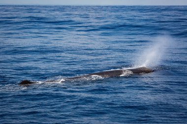 Sri Lanka balina izleme