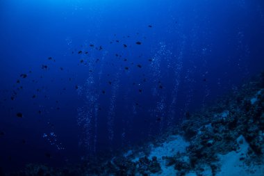 Dahab kanyonda yükselen kabarcıklar