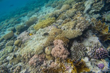 güzel mercanlar Kızıldeniz, Sharm El Sheikh, Mısır