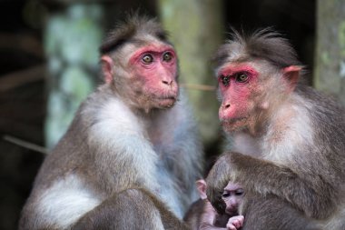 Maymunları ormanın içinde oturan ailesi