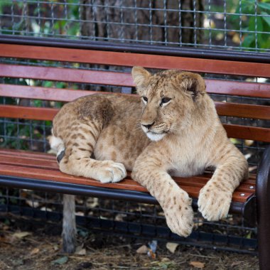 Bir genç komik aslan oyun