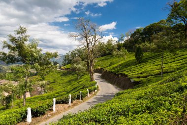 Yolun tarlaları Hindistan üzerinden. İl Kerala