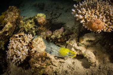 Moray sualtı görünümü mercan geceleri '