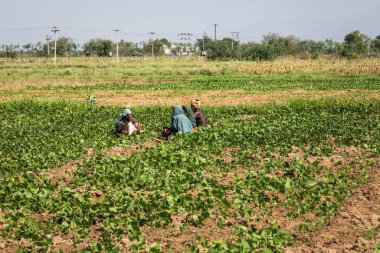 Munnar, Hindistan-Şubat 17: Hint alt üzerinde 17 Şubat 2013 Munnunar, Hindistan'da. Güney Hindistan'da çalışıyor