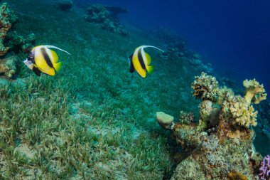 Mercan resif üzerinde iki kelebek balıklar