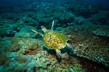 Komodo Ulusal Parkı, Endonezya güzel kaplumbağa