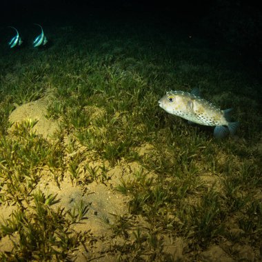 gece red Sea'deki/daki mercan güzel sualtı görünümü