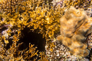 güzel mercanlar Kızıldeniz, Sharm El Sheikh, Mısır