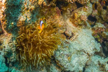 Kızıl Deniz mercan resif üzerinde palyaço balığı