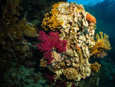 Red Sea'deki/daki mercan bahçe güzel sualtı görünümü