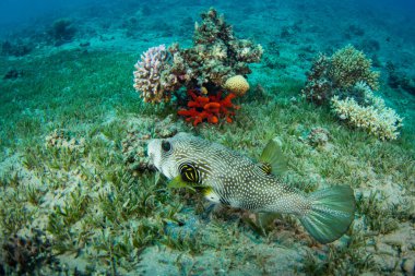 güzel tropikal balıklar Kızıldeniz, Sharm El Sheikh, Mısır'daki mercan kayalığı arka plan üzerinde
