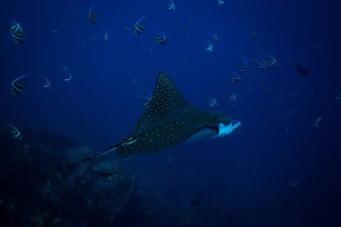 Komodo Ulusal Parkı içinde benekli eagle ray