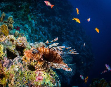 Red Sea'deki/daki güzel mercan kırmızı Lionfish avcılık