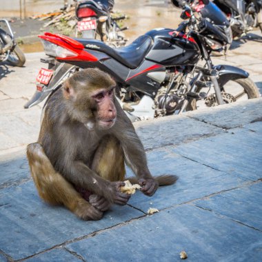 Katmandu, Nepal-Mart 28: Katmandu, Nepal Pashupatinath Tapınağı üzerinde 28 Mart 2015. bir ünlü, Kutsal Hindu Tapınağı.