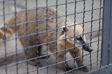 gündüz hayvanat bahçesinde lemur