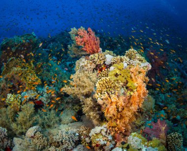 Red Sea'deki/daki mercan bahçe güzel sualtı görünümü