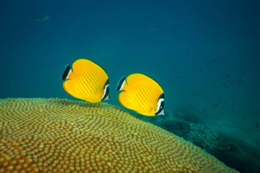 Kot Tao Island, Tayland yakınındaki resif üzerinde güzel Butterflyfishes