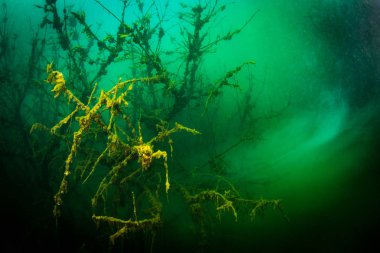 Ukrayna nehrin dibini doğası