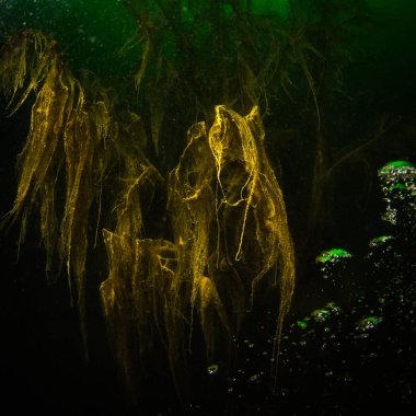 Ukrayna nehrin dibini doğası