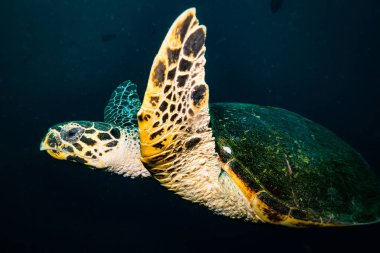 Komodo Ulusal Parkı, Endonezya güzel kaplumbağa