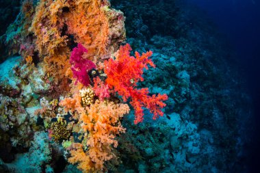 Red Sea'deki/daki mercan bahçe güzel sualtı görünümü