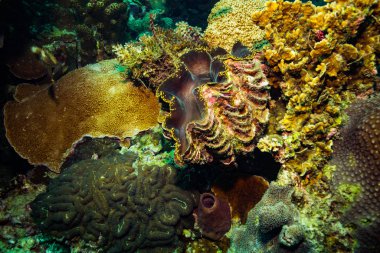 Kabuk üzerinde mercan Koh Tao, Tayland
