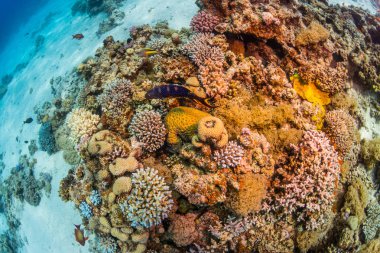 Tropikal balık coral reef Kızıldeniz, Sharm el Sheikh, Mısır arka plan üzerinde