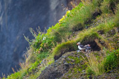 Puffins İzlanda town yakınındaki kayalarda 