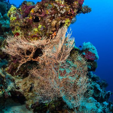 güzel gorgonian Red Sea, Mısır Dahab yakınındaki resif üzerinde