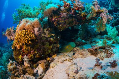 Stingray güzel mercan, Sharm El Sheikh tarihinde