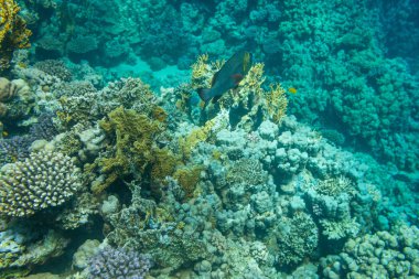 güzel mercanlar Kızıldeniz, Sharm El Sheikh, Mısır