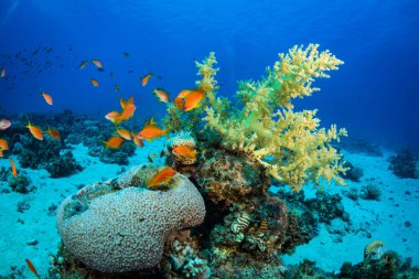 Güzel mercan Bahçe ve Red Sea'deki/daki balıklar