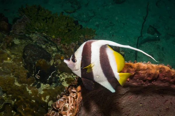 Bela Butterflyfish Recife Perto Ilha Kot Tao Tailândia — Fotografia de Stock