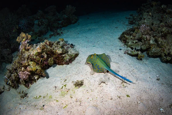 Stingray Belo Recife Coral Sharm Sheikh — Fotografia de Stock