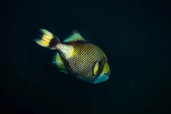 Hermosa Gran Triggerfish Cerca Isla Koh Tao Tailandia — Foto de Stock
