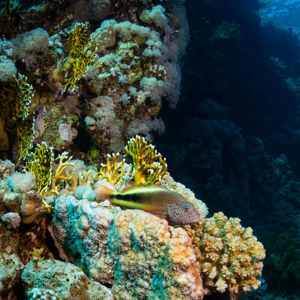 Blackside hawkfish on beautiful coral reef in red sea