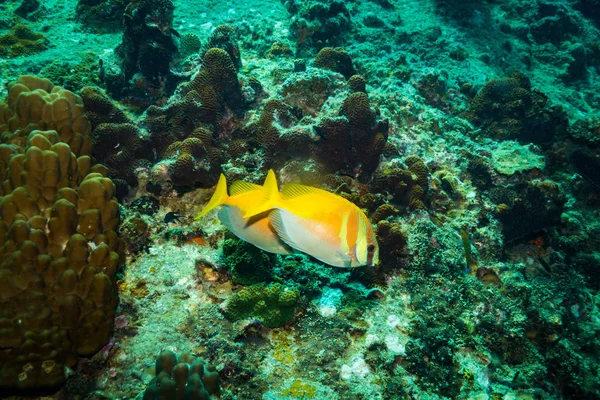 Vue Sous Marine Beaux Poissons Près Île Kot Tao Thaïlande — Photo