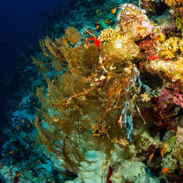 Hermoso Jardín Coral Color Mar Rojo Sharm Sheikh Egipto — Foto de Stock