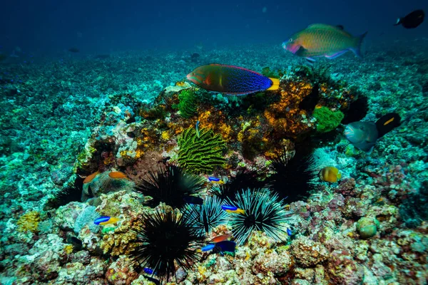Hermosos Corales Arrecife Del Parque Nacional Komodo Indonesia —  Fotos de Stock